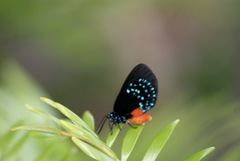 Eumaeus atala