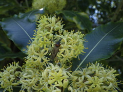 Dilophus nigrostigma