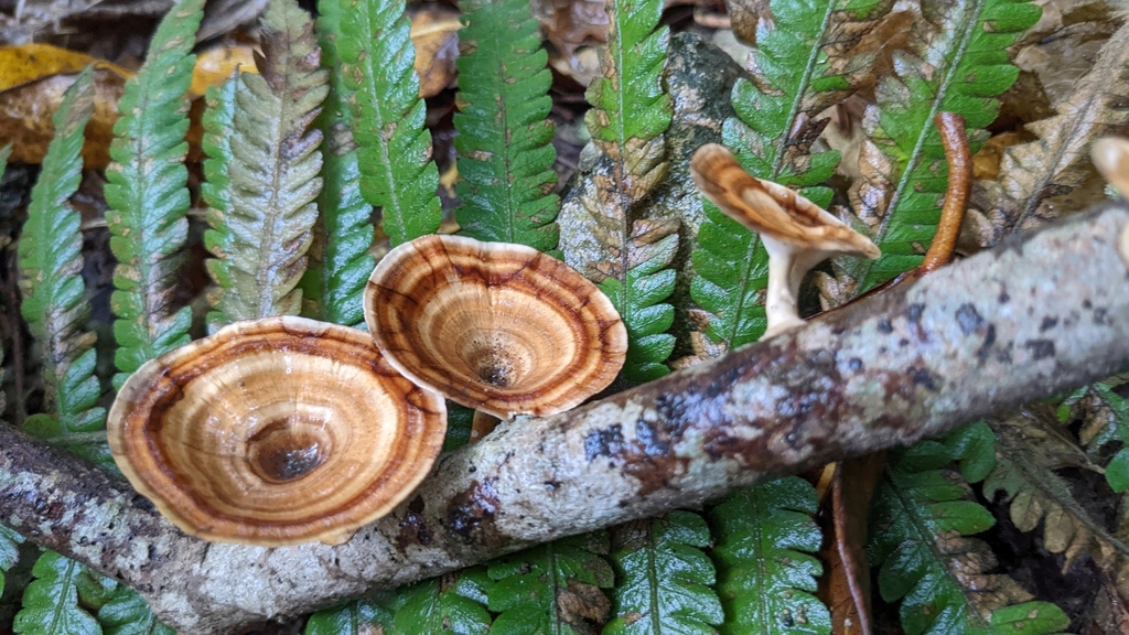 Microporus xanthopus