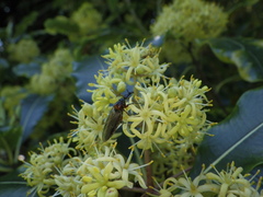 Dilophus nigrostigma