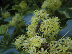 Dilophus nigrostigma