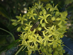 Dilophus nigrostigma