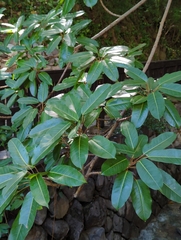 Ficus caulocarpa