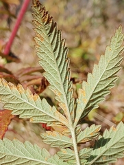 Quasipucciniastrum ochraceum