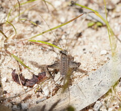 Eurepa marginipennis