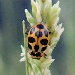Naemia seriata
