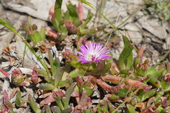 Carpobrotus modestus