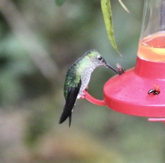 Heliodoxa leadbeateri