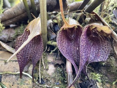 Masdevallia angulata