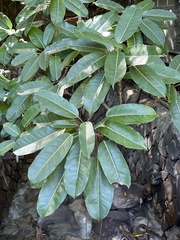 Ficus caulocarpa