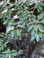 Ficus caulocarpa