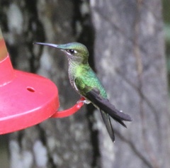 Heliodoxa leadbeateri