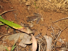 Litoria latopalmata