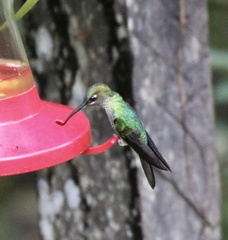 Heliodoxa leadbeateri
