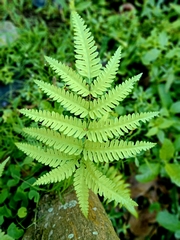 Pteris