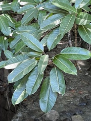 Ficus caulocarpa