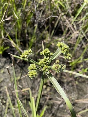 Cyperus virens