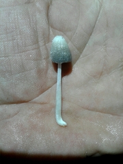 Coprinopsis pseudofriesii