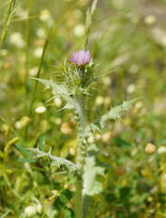 Carduus tenuiflorus
