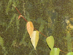 Ficus sarmentosa nipponica