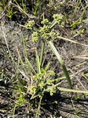 Cyperus virens