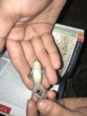 Leptodactylus mystacinus