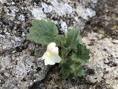Asarina procumbens