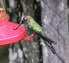 Heliodoxa leadbeateri