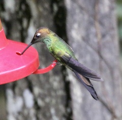 Heliodoxa leadbeateri