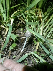 Coprinopsis pseudofriesii