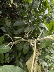 Piper umbellatum