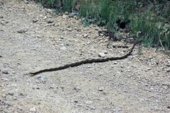 Phrynonax poecilonotus