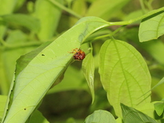 Agomadaranus pardaloides
