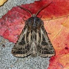 Agrotis gladiaria