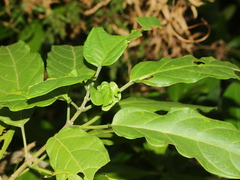 Clerodendrum cyrtophyllum