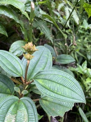 Miconia sintenisii
