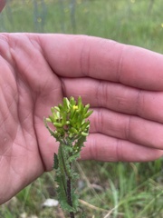 Senecio picridioides