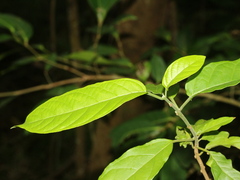 Clerodendrum cyrtophyllum