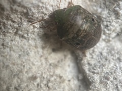 Diolcus chrysorrhoeus