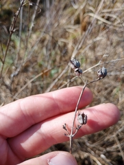 Hypericum prolificum