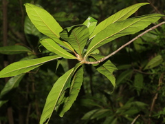 Elaeocarpus decipiens