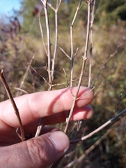 Hypericum prolificum