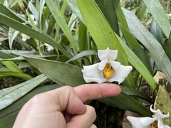 Maxillaria lehmannii