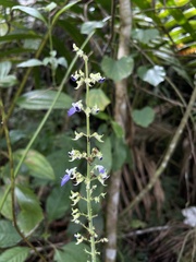 Coleus scutellarioides