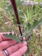 Senecio picridioides