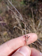Hypericum prolificum