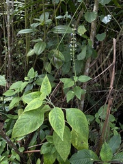 Coleus scutellarioides