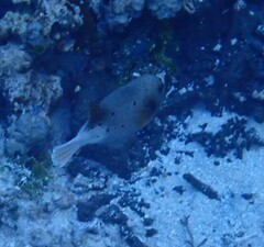 Arothron nigropunctatus