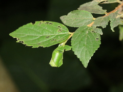 Agomadaranus pardaloides