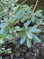 Ficus caulocarpa